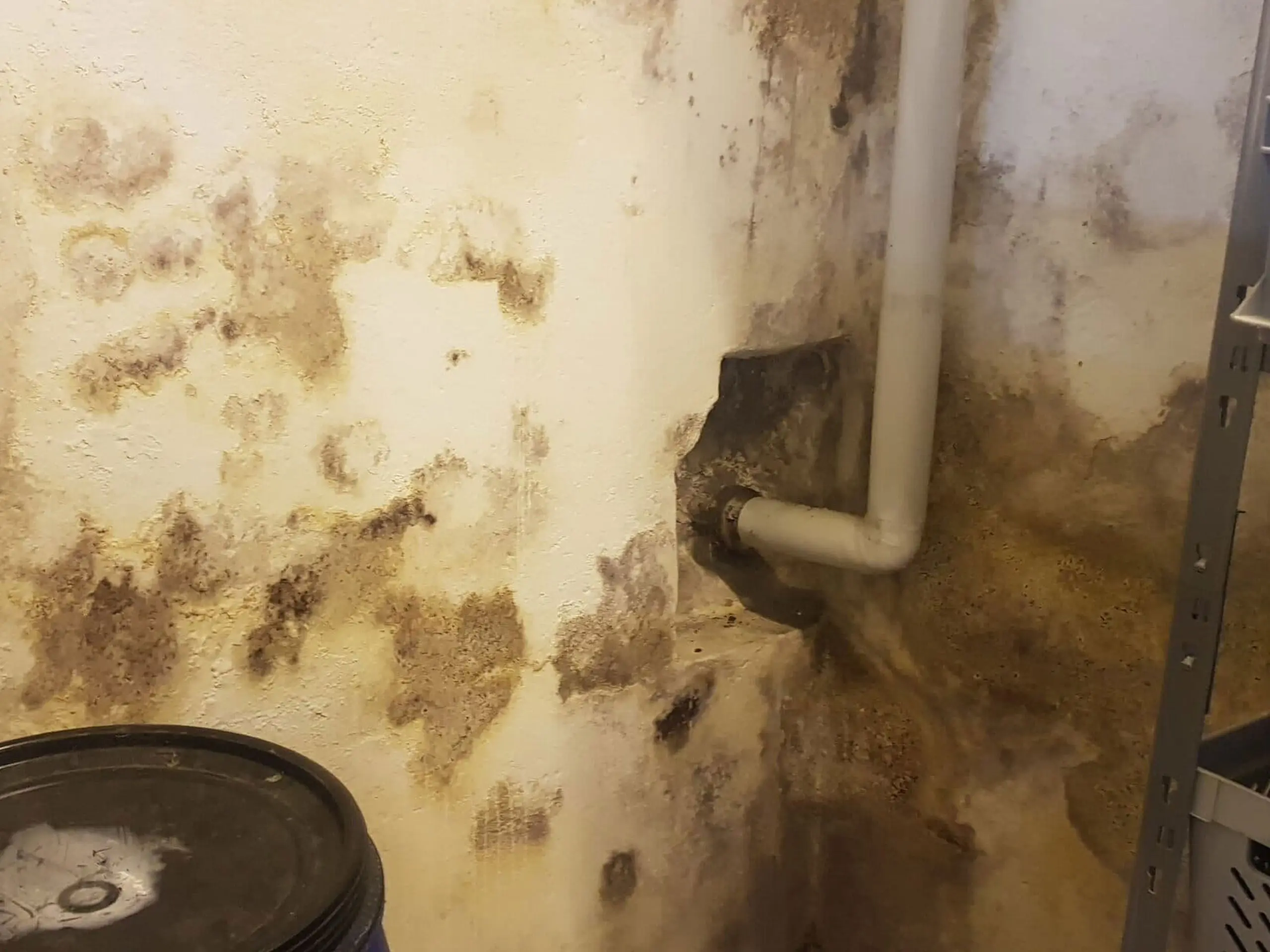 Swiss Renovation Swiss Renovation - Feuchte Keller und Schimmel