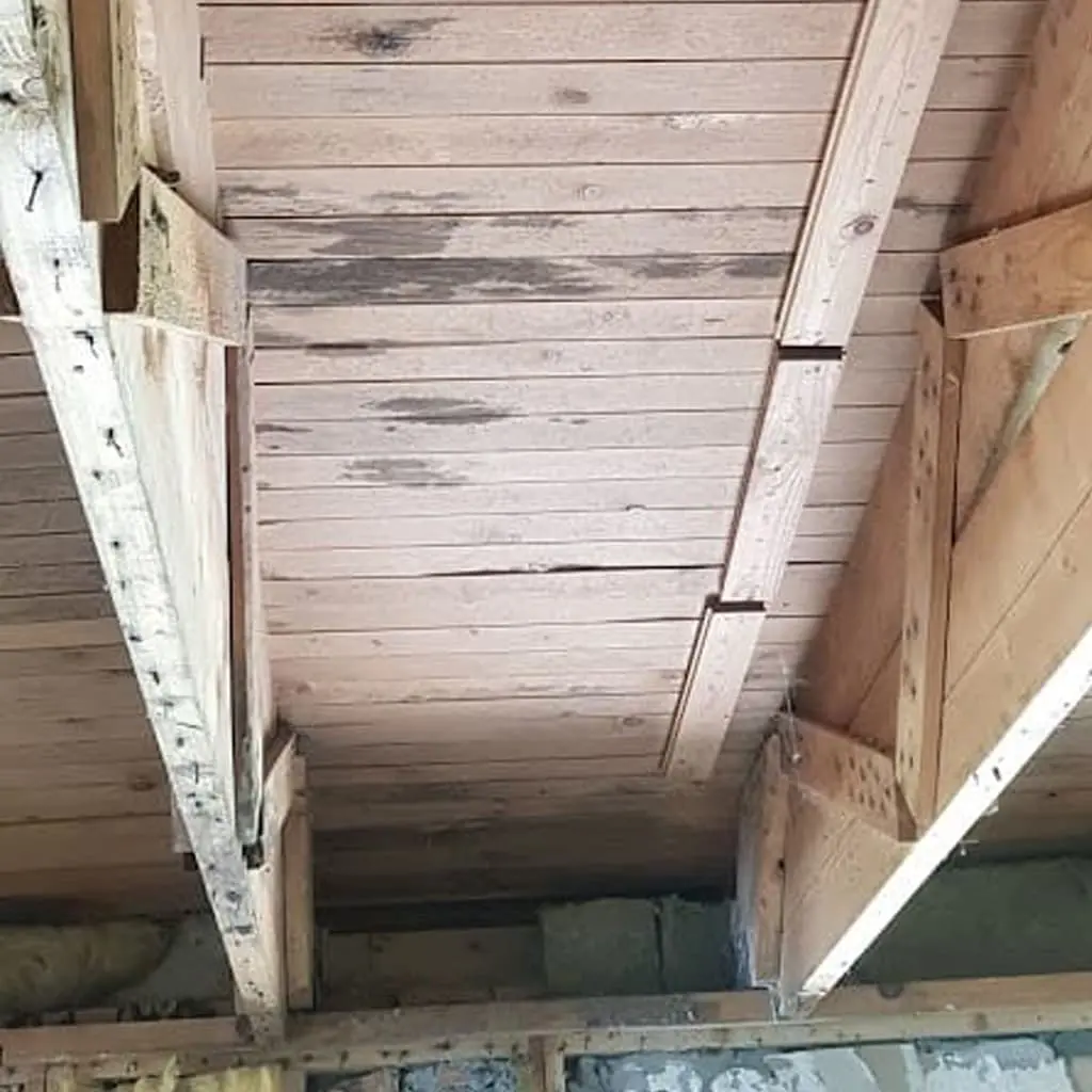 Swiss Renovation - Schimmelpilzsanierung